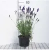 Lavandula angustifolia 'Hidcote' - Lavendel - Pot van 3 Productafbeelding-voorbeeld 1