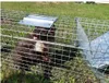 Marderfalle Lebendfalle lebend Falle Marder-Falle Produktbild-Vorschau 4