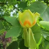 Liliovník tulipánokvětý 2L Náhled obrázku produktu 3