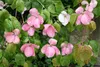 Cornus kousa 'Satomi', Japanischer Blumen-Hartriegel, rosa Produktbild-Vorschau 11