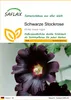 SAFLAX - Schwarze Stockrose - Alcea rosea nigra - 100 Samen Produktbild-Vorschau 1