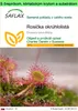 SAFLAX Garden to go - Rosička okrúhlolistá - Drosera Náhľad obrázku produktu 1