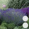 Bloomique - 6er-Set - Lavandula Angustifolia - Produktbild-Vorschau 2