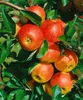Malus 'Elstar', Apfelbaum, 40 cm Stammhöhe Produktbild-Vorschau 14