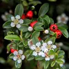 Cotoneaster dammeri - Teppich - Zwergmispel - Ø9cm - Produktbild-Vorschau 2
