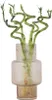 Dracena - 6 szt - Dracaena sanderiana - Wysokość 40-50cm - Podgląd zdjęcia produktu 7