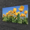 Acrylglasbilder 100x50 Wandbild Druck Tulpen Pflanzen Produktbild-Vorschau 2