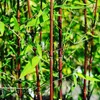 Stauden Gänge 3 x Fargesia jiuzhaigou 'Genf/Geneve/Red Produktbild-Vorschau 5