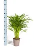 Goldfruchtpalme - Dypsis lutescens - Areca - Solitärpflanze Produktbild-Vorschau 2