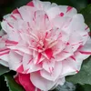 Camélia - Set de 2 - Camellia japonica 'Bonomiana' - Voir les images du produit 4