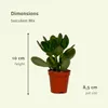 Sukkulenten Mix Everspring  - 18 Stück - 10 cm - Ø8,5 - 9 Produktbild-Vorschau 4