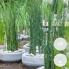 6er-Set Equisetum Japonicum, Schachtelhalm, 20-30 cm, Topf Produktbild-Vorschau 2