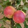 Two apples on a tree branch with green leaves. Produktbild-Vorschau