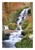 Wallario Wandbild Bach im Wald, Größe: 61 x 91,5 cm, Poster Produktbild-Vorschau 1