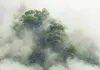 Vlies Fototapete - Foggy Amazon 150x105 cm Landschaften Produktbild-Vorschau 5