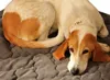 Hundedecke 100 x 120cm, anthrazit für Allergiker Hunde, Produktbild-Vorschau 6