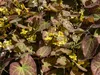 Stauden Gänge 10 x Epimedium x perralchicum 'Frohnleiten' - Produktbild-Vorschau 5
