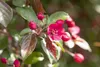 Zierapfel Rudolph 80-100 cm, im Topf - Malus Produktbild-Vorschau 2