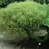 2 x Kogelwilg - Salix purpurea 'Nana' | 30-40 cm in pot Productafbeelding-voorbeeld 2