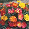Buzzy Poppy Flowers Kalifornischer Mohn Thai Silk Samen - Produktbild-Vorschau 6
