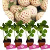 Sada 4 bílých jahod - Fragaria x ananassa Pineberry Snow Náhled obrázku produktu 1