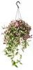 Zimmerpflanze zum Hängen Tradescantia quadricolor Produktbild-Vorschau 1