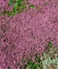 A close-up view of a ground cover plant with small pink flowers. Produktbild-Vorschau