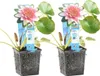Bloomique - Lot de 2 - Nymphaea Attraction - Nénuphar - Voir les images du produit 1