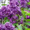 Bloomique - Syringa 'Bloomerang Dark Purple' - Lilas - Voir les images du produit 2