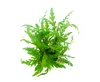 Fiederspaltiger Wasserfreund Hygrophila pinnatifida Produktbild-Vorschau 3