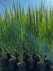Panicum virgatum 'Northwind', Rutenhirse, aufrecht, 3-5 Produktbild-Vorschau 2