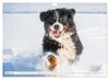 Berner Sennenhunde - Freunde für ein ganzes Leben Produktbild-Vorschau 4