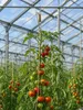 Profi Tomatenhaken 15 Stk Gurkenhaken Rankhilfe je 5 M Produktbild-Vorschau 2