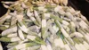 Divina - Nudelmaschine für Gnocchetti, Cavatelli und Produktbild-Vorschau 17