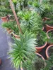 Araucaria araucana -  Andentanne - chilenische Schmucktanne Produktbild-Vorschau 2