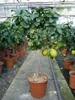 Grünwaren: echter Zitronenbaum 70 - 100 cm Zitrone Citrus Produktbild-Vorschau 5