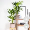 Bloomique - Zestaw 2 szt. - Howea Forsteriana - Palma Podgląd zdjęcia produktu 2