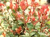 Photinia xfraseri - Robin červený - lesklý medlar vysoký Náhled obrázku produktu 3