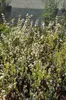 Spiraea thunbergii - Brautspiere  40- 60 cm - Container Produktbild-Vorschau 3