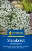 Kiepenkerl Steinkrautsamen Schneeteppich Lobularia maritima Produktbild-Vorschau 1