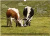 Pustertaler Sprinzen und Schecken in Österreich Produktbild-Vorschau 5