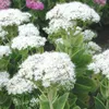 6 x nádherná rozchodník  - Sedum spectabile 'Iceberg'  | Náhľad obrázku produktu 2