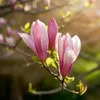 GreenboutiQ - Gartenpflanze - Magnolia Ricki - Blüte Rot - Produktbild-Vorschau 4