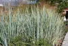 Stauden Gänge 1 x Elymus magellanicus im 1 Liter Topf - Produktbild-Vorschau 7