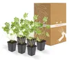 Půdopokryvné rostliny – geranium – Geranium 'Rozanne' – 9cm Náhled obrázku produktu 8