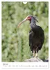 Der Waldrapp - Der etwas andere Vogel (Wandkalender 2027 Produktbild-Vorschau 10