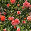 Rosa  – záhonová růže Kordes – Rosa 'Orangerie'® Náhled obrázku produktu 2