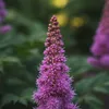 Bloomique - Zestaw 6 sztuk - Astilbe Chinensis Pumila - Podgląd zdjęcia produktu 4