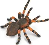 INSEKTEN: Mexican Redknee Tarantula 8 X 8,7 CM Produktbild-Vorschau 2