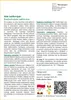 SAFLAX - Mak kalifornijski - 1500 Nasiona - Eschscholzia Podgląd zdjęcia produktu 3